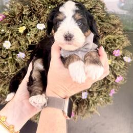 Boy 2 - Tri-color male Bernedoodle puppy in Salt Lake County, Utah from Coco Avenue Pups