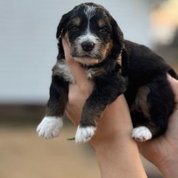 Lyrical - Tri-color female Bernedoodle puppy in Rose Hill, North Carolina from Red Door Canines