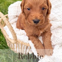 Rebbie - Red  female Goldendoodle puppy in Melba, Idaho from KZ Doodles