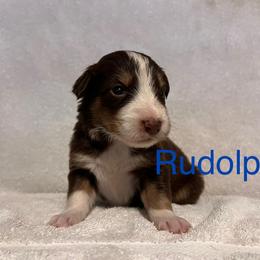 Rudolph - Red tri-color male Australian Shepherd puppy in Rose Hill, North Carolina from Motega Australian Shepherds