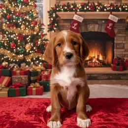 Lucky - Red male Labradoodle puppy in Beecher, Illinois from Erica’s Doodles