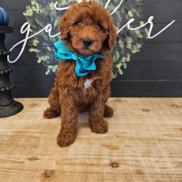 Teal female - Red  female Goldendoodle puppy in Haughton, Louisiana from Bailey’s Cajun Canines