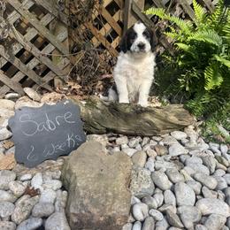 Sabre - Mahogany and white female Saint Berdoodle puppy in Traverse City, Michigan from Bare Paws Saint Berdoodles