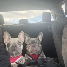 French Bulldog All Grown Up from Wv Frenchie’s