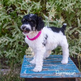 Poodle Puppies from Kindred Kennels