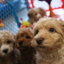 Australian Labradoodle Puppies from Serendipity Doodles