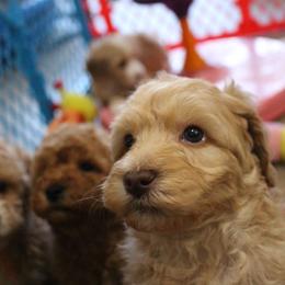 Australian Labradoodle Puppies from Serendipity Doodles