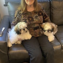 Shih Tzu Puppies from Willow Lane Shih Tzus