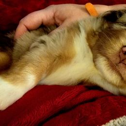 Miniature Australian Shepherds from South Creek Farms