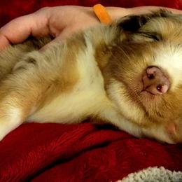 Miniature Australian Shepherds from South Creek Farms