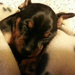 Miniature Pinscher Puppies from Shadowmist Miniature Pinschers
