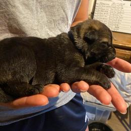 Dark blue collar - Sable male German Shepherd puppy in Rathdrum, Idaho from Angelina's German Shepherds