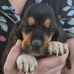 Lilac - Black brown and white male Basset Hound puppy in Ontario Heights, Oregon from Thunder Ridge Bassets