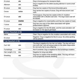 French Bulldog Puppies from Heaven Lee French Bulldogs