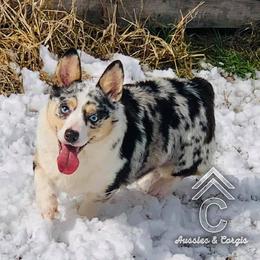 Roxy  - Pembroke Welsh Corgi