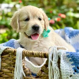 Miss Ocean Blue - Light golden female Golden Retriever puppy in Midlothian, Texas from Brightest Days