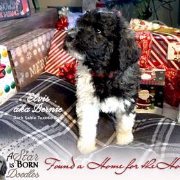Bernedoodle Puppies from A Star is Born Doodles