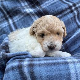Uno - Parti male Maltipoo puppy in Alexander, Arkansas from Durham's Designer Poos