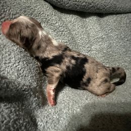 Joyce - Blue merle female Australian Shepherd puppy in Saint Maries, Idaho from North Idaho Aussies