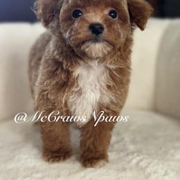 Pretty girl - Apricot female Poodle puppy in Hesperia, California from McCraws N Paws