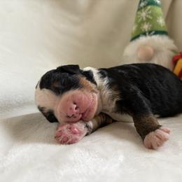Arrow - Tri-color male Bernedoodle puppy in Carlotta, California from Lost Coast Bernese Mountain Dogs