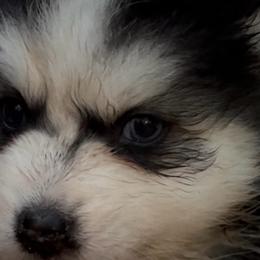 Diva - Black and white female Pomsky puppy in Spring Hill, Florida from PDQ Pomskies