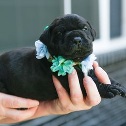 Grey - Black female Cane Corso puppy in Citrus Heights, California from Nor Cal Guardians