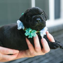 Grey - Black female Cane Corso puppy in Citrus Heights, California from Nor Cal Guardians