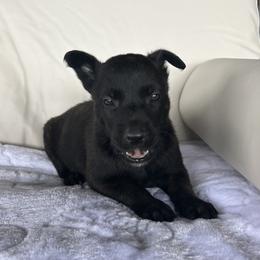 Dutch Shepherd Puppies from TecK9s