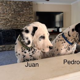 Juan Boy 2 (green collar) - White and black Dalmatian puppy in Buford, Georgia from Nancy's Dalmatians