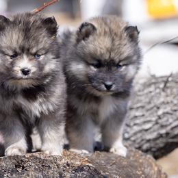 Pomsky Puppies from New World Pomskies