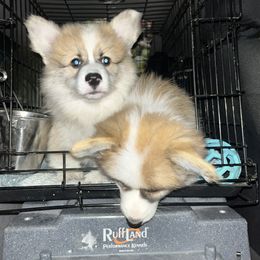 Miniature American Shepherd and Pembroke Welsh Corgi Puppies from Zugspitze Pembroke Welsh Corgis & Mini American Shepherds