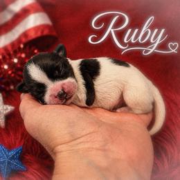 Ruby - White and sable female Papillon puppy in Coatesville, Indiana from Wendy’s Wings