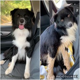 Australian Shepherd Puppies from Moss' Cross Creek Aussie’s