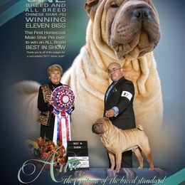 Artie - Chinese Shar-Pei