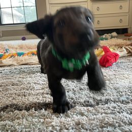Dachshund Puppies from Meyerhaus (Weenie-Corn Ranch)