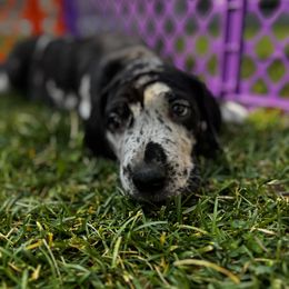Great Dane Puppies from Denver Danes