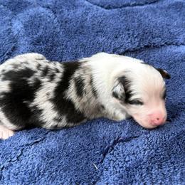 Luke - Blue merle male Australian Shepherd puppy in Mount Vernon, Texas from RJ's Aussie Posse