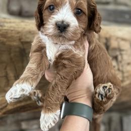 Cockapoo Puppies from M&M Cockapoos of Iowa