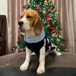 Charlie - Beagle
