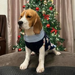 Charlie - Beagle