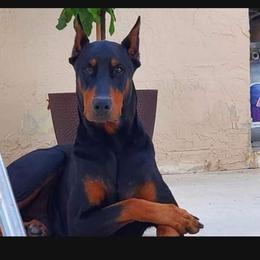 Tank - Doberman Pinscher