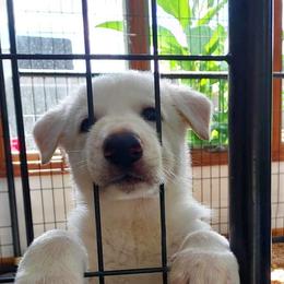 German Shepherd Puppies from Haus Skyborne Shepherds
