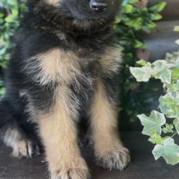 Hannah - Black and red female German Shepherd puppy in Virginia from Stahlhaus ( Previously Buffelbach Farmstead Shepherds)
