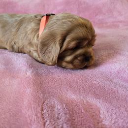 Sarah - Ruby female Cavalier King Charles Spaniel puppy in Sunny Valley, Oregon from Sunny Valley Cavaliers