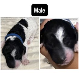 Blue Collar - Parti male Poodle puppy in League City, Texas from Chauffeured Poodles