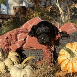 Boy 3 - Aussiedoodle puppy from Clemleth Aussiedoodles