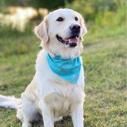 Stevie - Golden Retriever