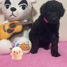 Poodle Puppies from Desert Diamond Poodles