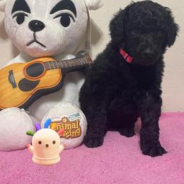 Poodle Puppies from Desert Diamond Poodles